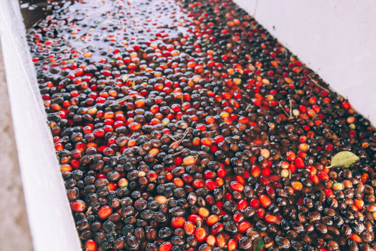 Ripe coffee cherries being washed in a trough full of water.